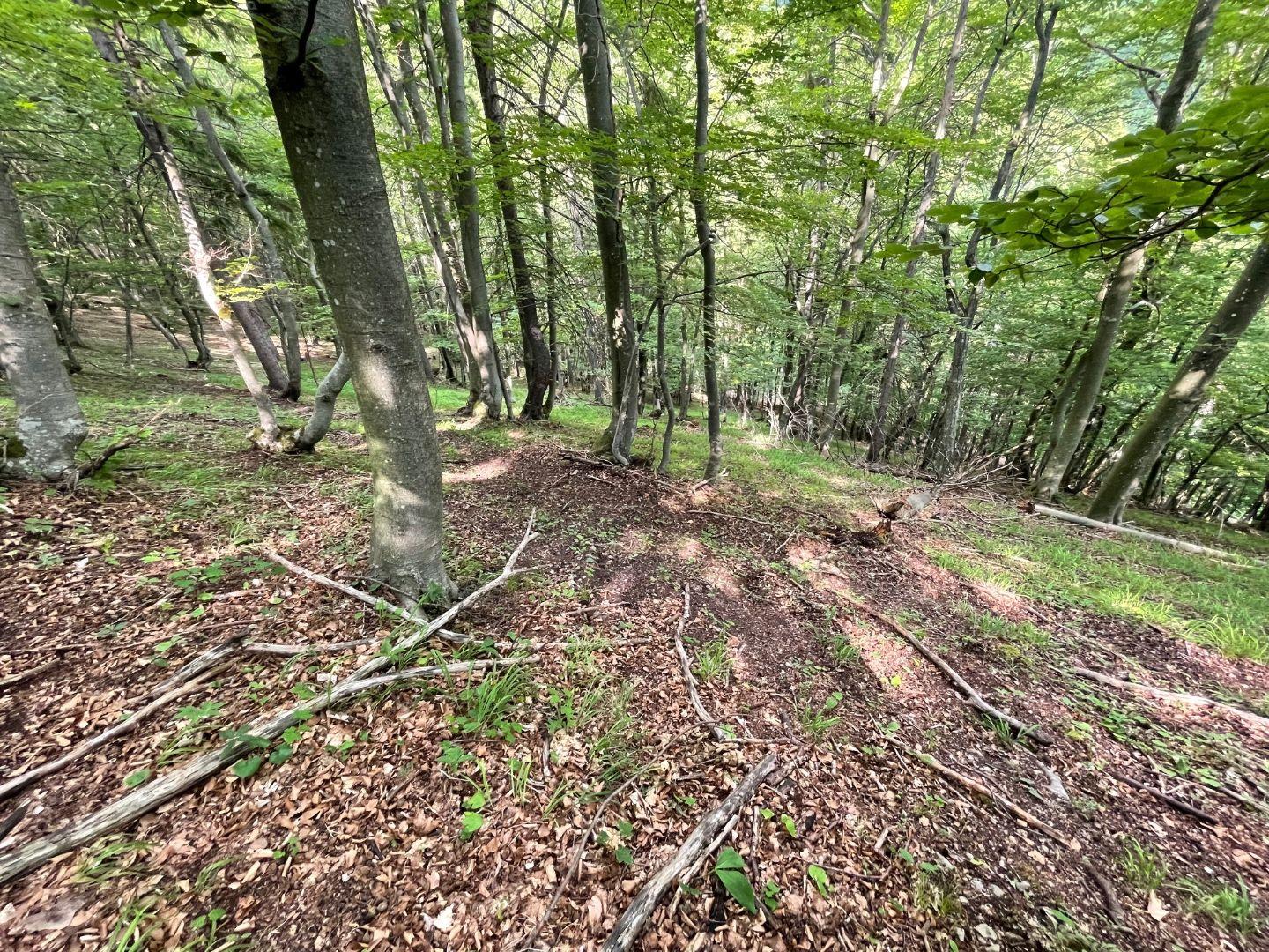 Na predaj, Lesný pozemok, 75% buk, Rakša, TARGETreal