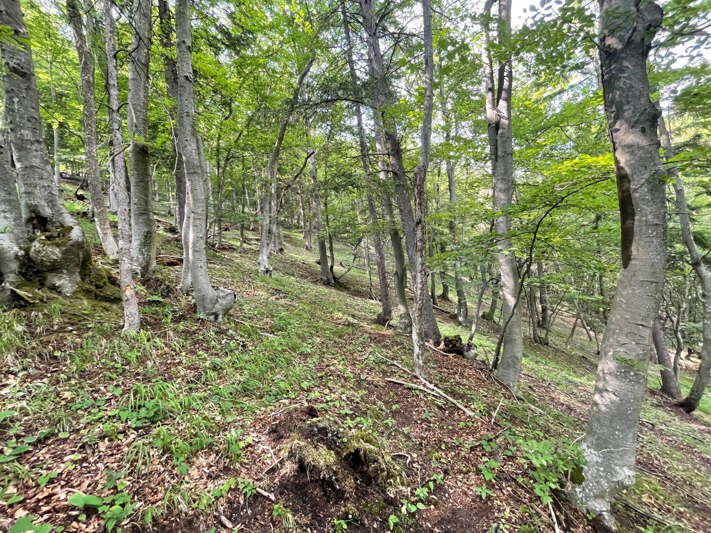 Na predaj, Lesný pozemok, 75% buk, Rakša, TARGETreal
