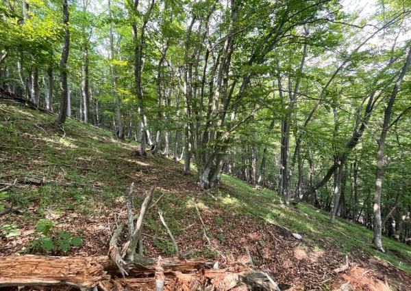 Na predaj, Lesný pozemok, 75% buk, Rakša, TARGETreal