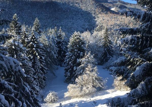 TARGETreal | NA PREDAJ REKREAČNÁ CHATA S 5 STAVEBNÝMI POZEMKAMI, VALČA