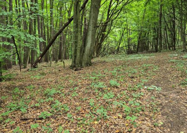  „TARGETreal | 2 pozemky v Belušských Slatinách